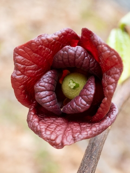 Image of Asimina triloba