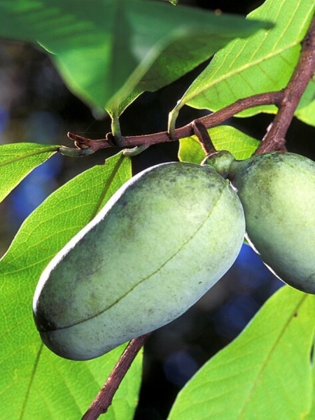 Image of Asimina triloba