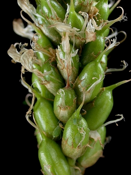Image of Astragalus canadensis