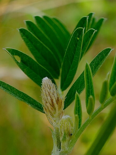 Image of Astragalus canadensis
