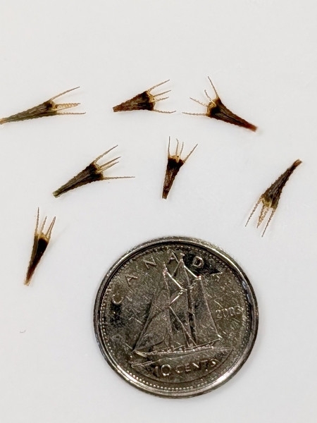 Image of Bidens cernua