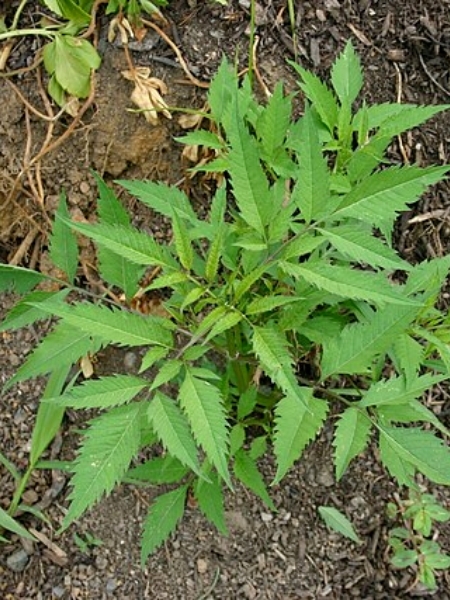 Image of Bidens frondosa