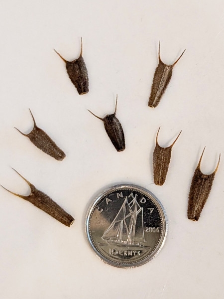 Image of Bidens frondosa