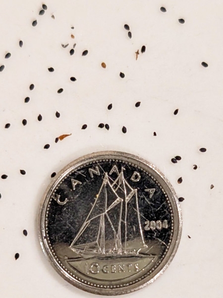 Image of Blephilia ciliata