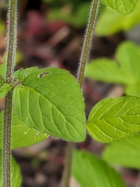 Image of Blephilia ciliata