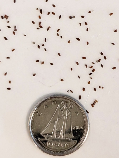 Image of Blephilia hirsuta