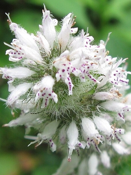 Image of Blephilia hirsuta