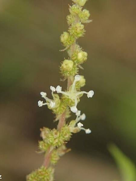 Image of Boehmeria cylindrica