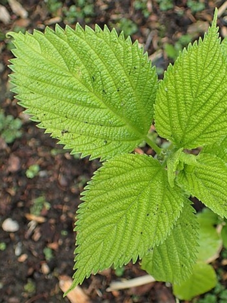 Image of Boehmeria cylindrica