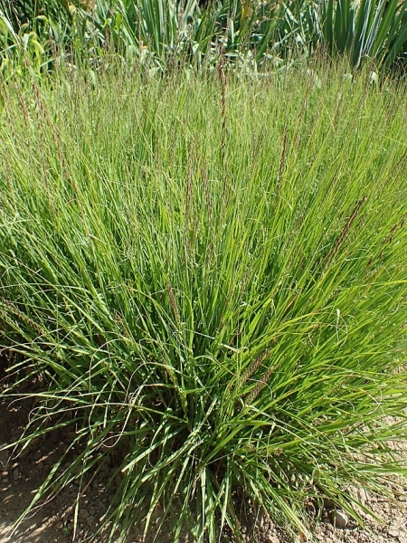 Image of Bouteloua curtipendula