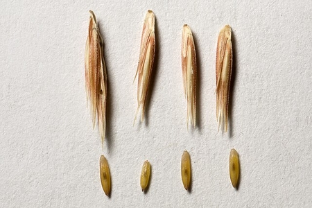 Image of Bouteloua curtipendula