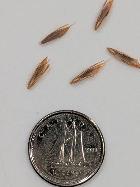 Image of Bromus kalmii