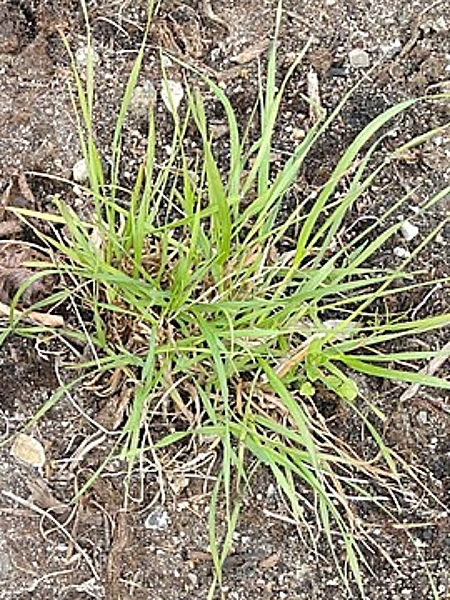 Image of Bromus pubescens