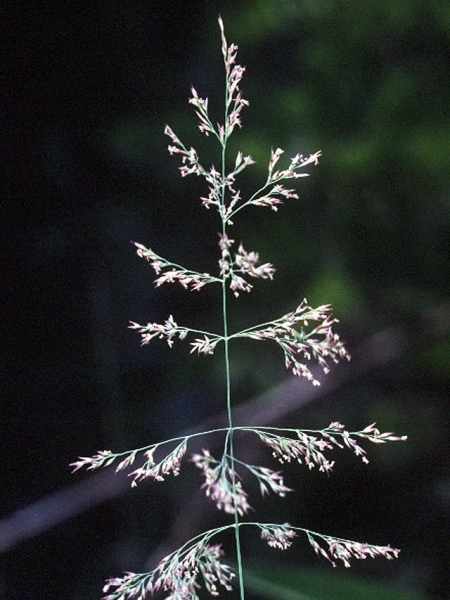 Image of Calamagrostis canadensis