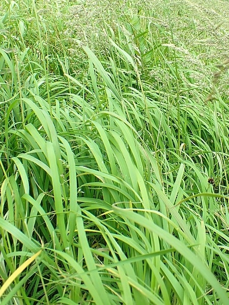 Image of Calamagrostis canadensis