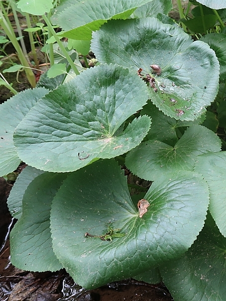 Image of Caltha palustris