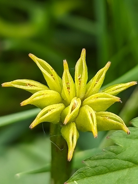 Image of Caltha palustris