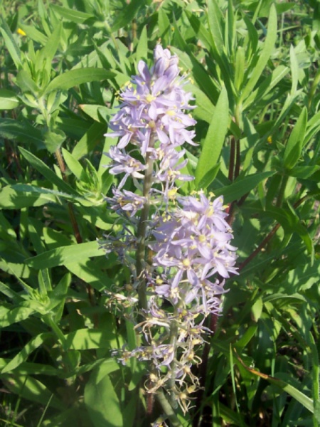 image for Camassia scilloides