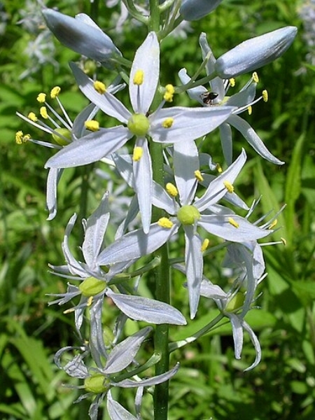 Image of Camassia scilloides