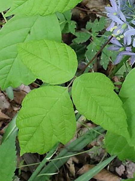 Image of Camassia scilloides