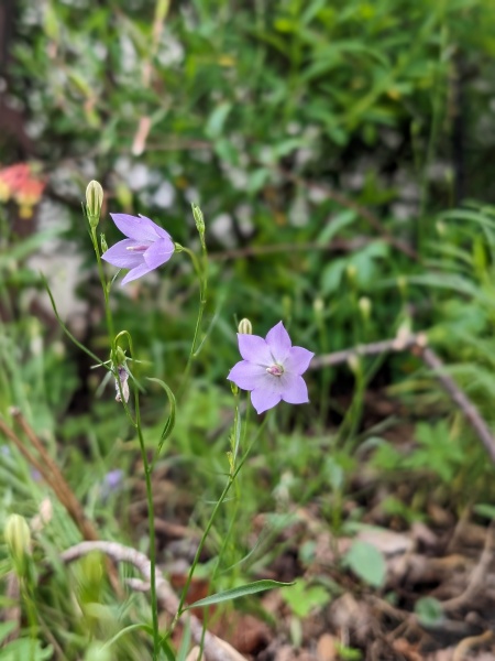 image for Campanula rotundifolia
