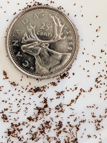 Image of Campanula rotundifolia