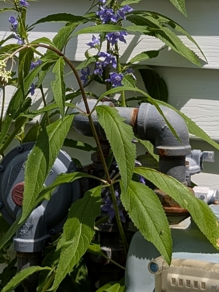 Image of Campanulastrum americanum