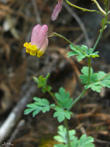 Image of Capnoides sempervirens