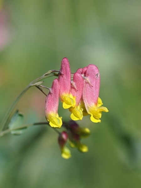 Image of Capnoides sempervirens
