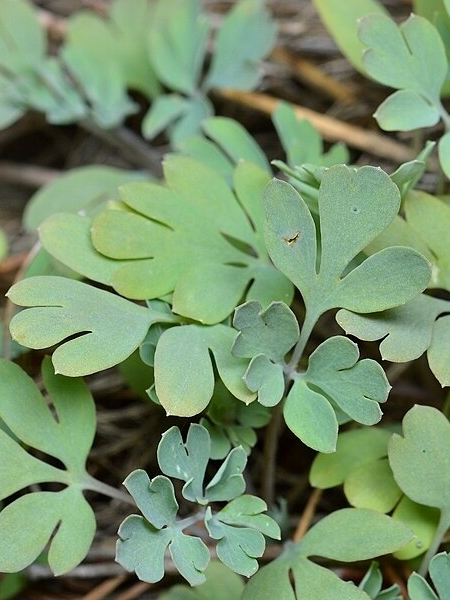 Image of Capnoides sempervirens