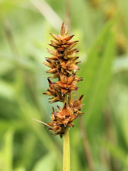 image for Carex alopecoidea