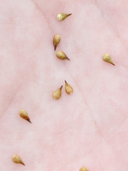 Image of Carex alopecoidea