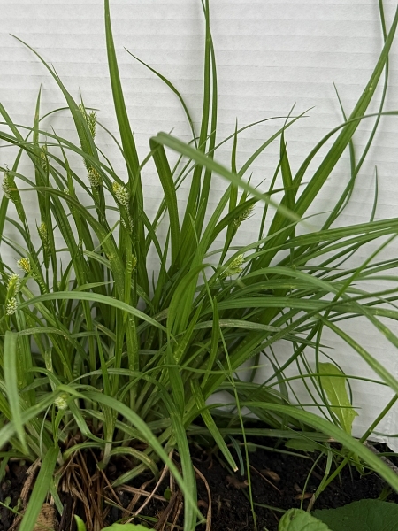 Image of Carex blanda
