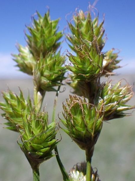 Image of Carex brevior