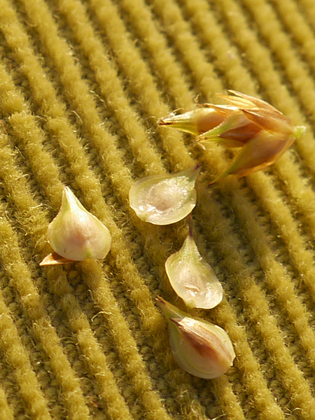 Image of Carex brevior