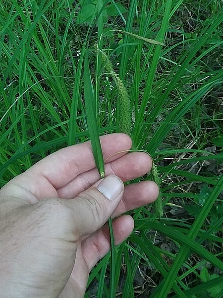 Image of Carex crinita