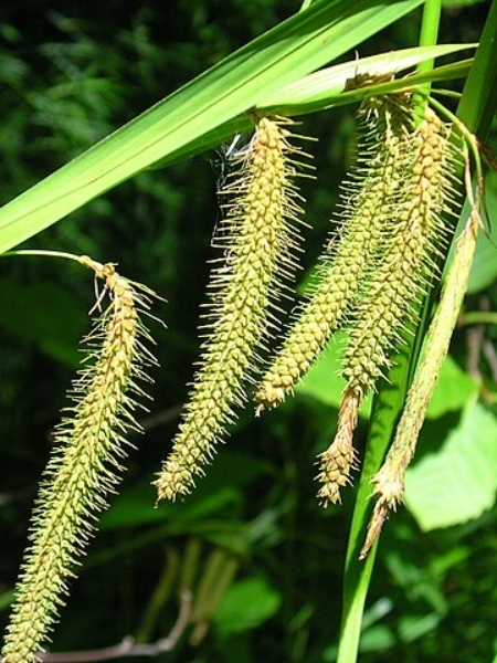 Image of Carex crinita