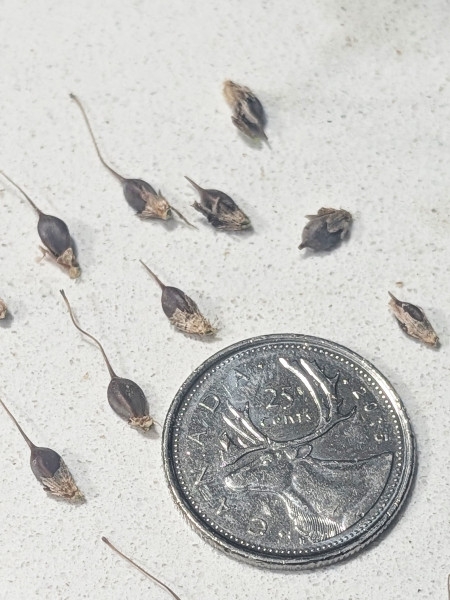 Image of Carex grayi