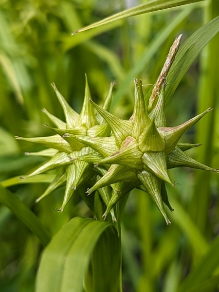 Image of Carex grayi