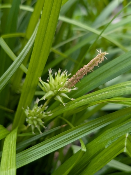 Image of Carex grayi