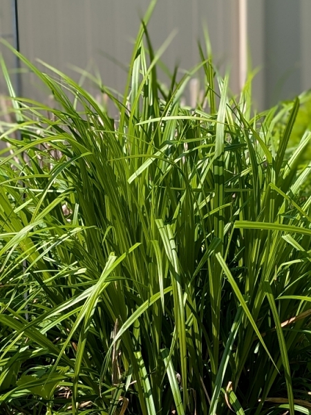 Image of Carex grayi