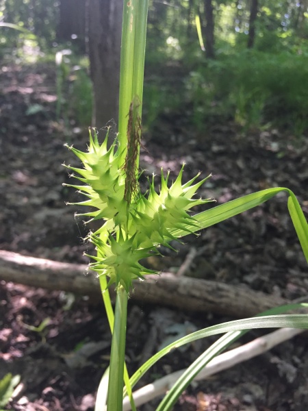 Image of Carex lupulina