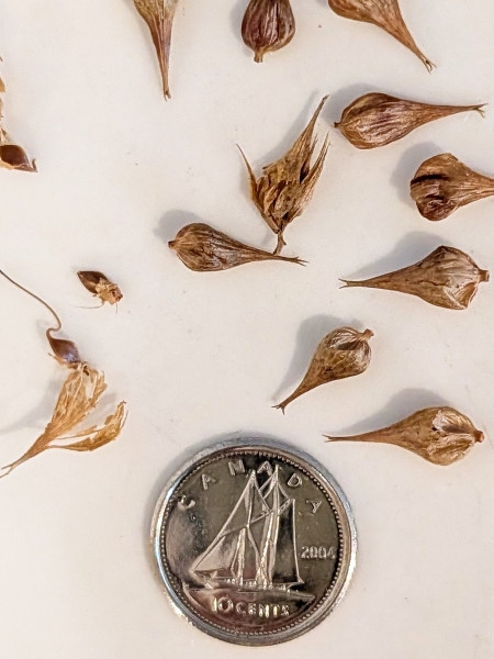 Image of Carex lupulina