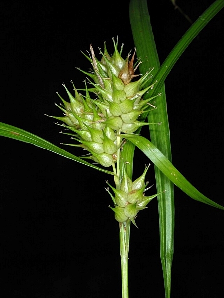 Image of Carex lupulina