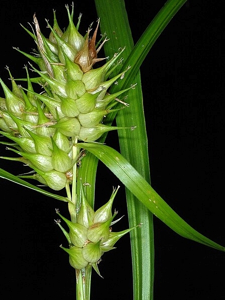 Image of Carex lupulina
