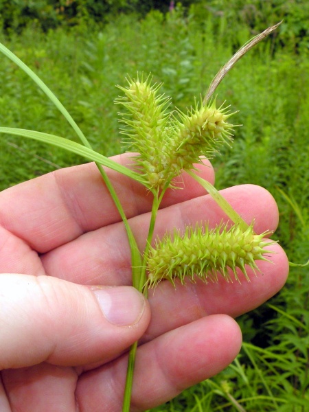 image for Carex lurida