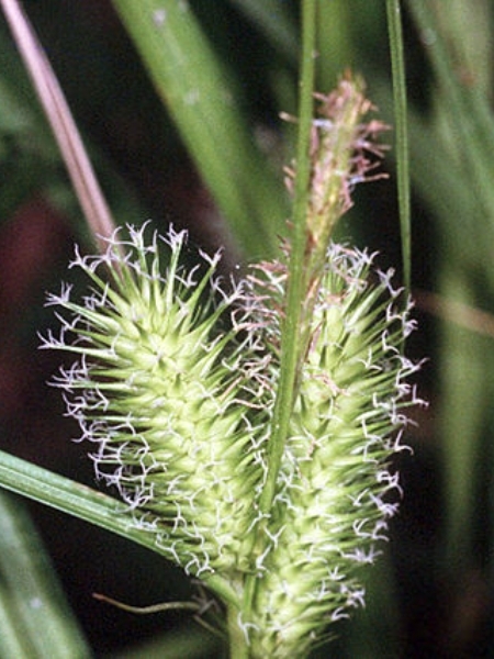 Image of Carex lurida