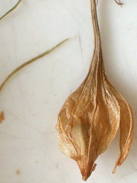 Image of Carex lurida