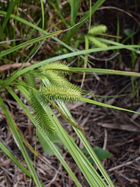 Image of Carex lurida