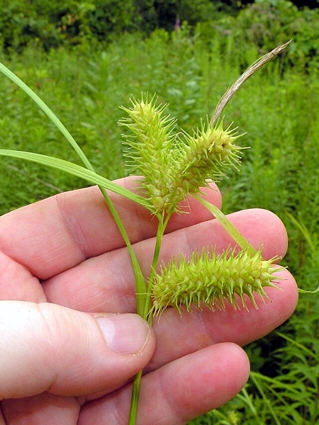 Image of Carex lurida